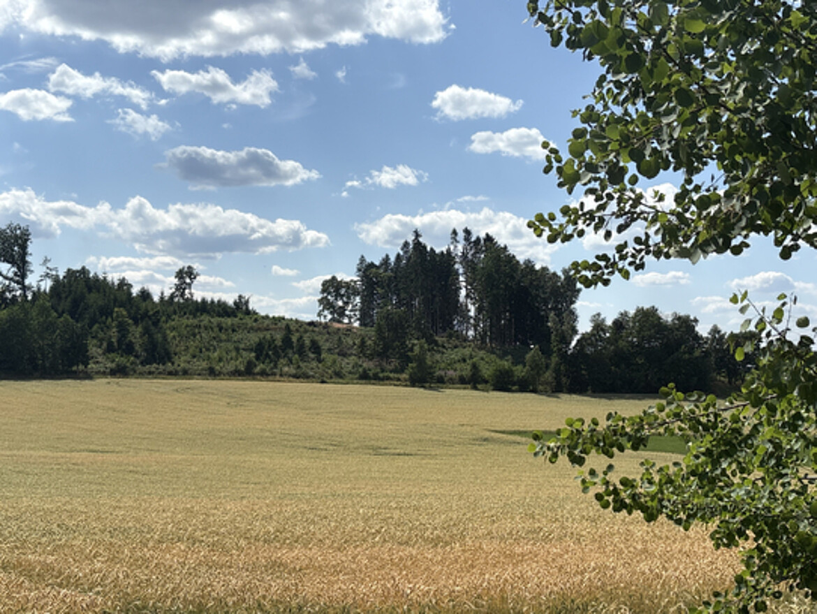Waldstück beim Aufforstungsprojekt