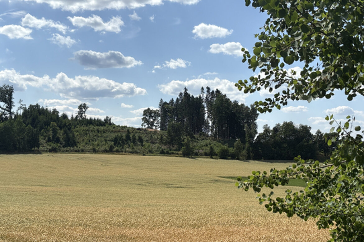 Waldstück beim Aufforstungsprojekt