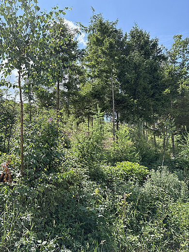 Waldstück beim Aufforstungsprojekt